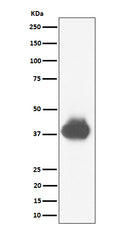 Western blot analysis of CD32A + CD32B + CD32C expression in U937 cell lysate.