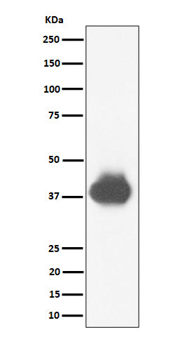 Western blot analysis of CD32A + CD32B + CD32C expression in U937 cell lysate.