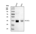 Anti-CD32 FCGR2A Rabbit Monoclonal Antibody