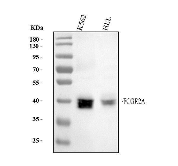 Anti-CD32 FCGR2A Rabbit Monoclonal Antibody