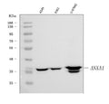 Anti-Annexin A1/ANXA1 Antibody Picoband® (monoclonal, 6B7F8)