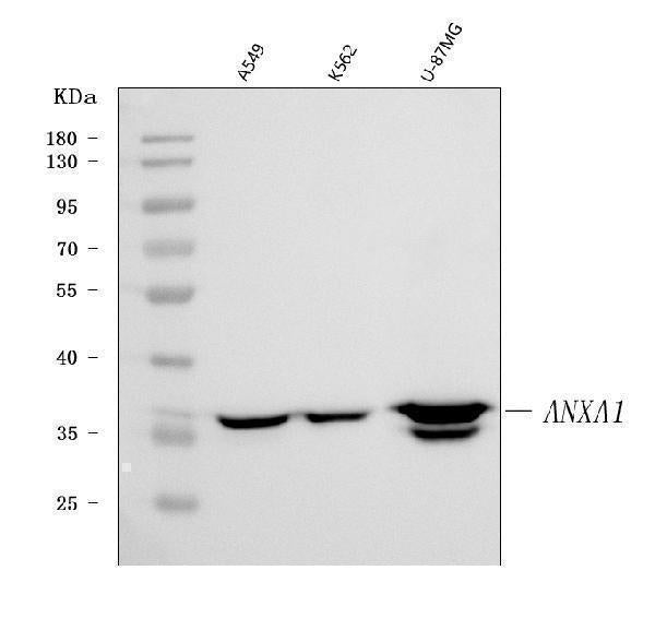 Anti-Annexin A1/ANXA1 Antibody Picoband® (monoclonal, 6B7F8)