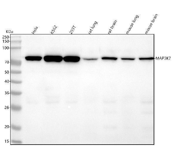Anti-MAP3K7 Monoclonal Antibody