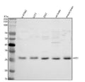 Anti-Hes1 Rabbit Monoclonal Antibody