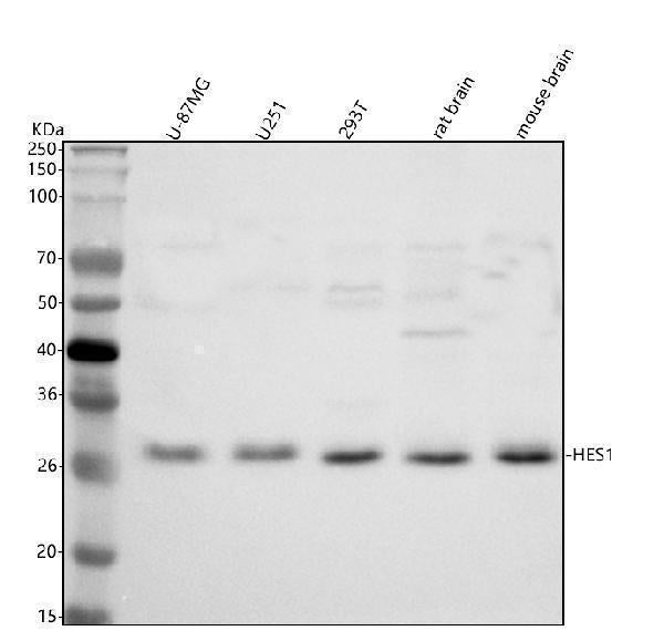 Anti-Hes1 Rabbit Monoclonal Antibody