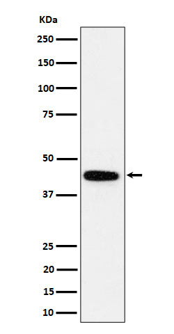 Western blot analysis of GALT expression in K562 cell lysate.