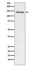 Western blot analysis of Raptor expression in MCF-7 cell lysate.