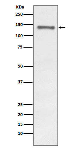 Western blot analysis of Raptor expression in MCF-7 cell lysate.