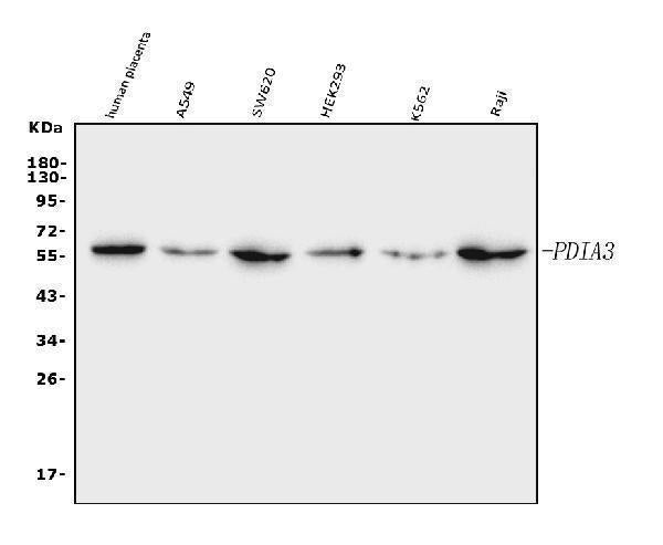 Anti-ERp57 Antibody Picoband® (monoclonal, 7E5)
