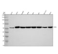 Anti-ERp57 PDIA3 Rabbit Monoclonal Antibody