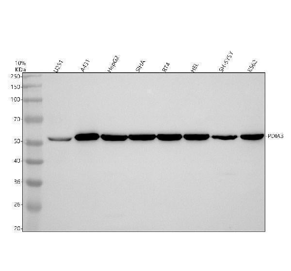 Anti-ERp57 PDIA3 Rabbit Monoclonal Antibody