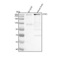 Anti-IP3 Receptor Rabbit Monoclonal Antibody