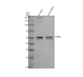 Anti-ESRRG Rabbit Monoclonal Antibody