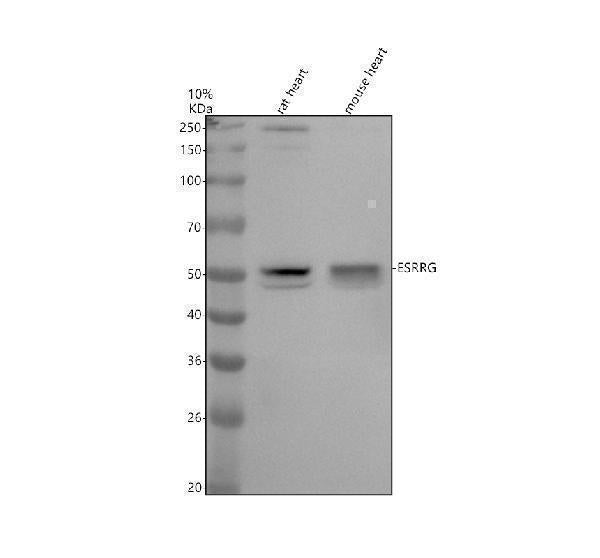 Anti-ESRRG Rabbit Monoclonal Antibody