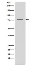 Western blot analysis of GRK2 expression in THP-1 cell lysate.