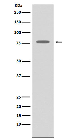 Western blot analysis of GRK2 expression in THP-1 cell lysate.