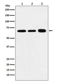 Western blot analysis of P70 S6 Kinase alpha expression in (1) HeLa cell lysate; (2) Raw264.7 cell lysate; (3) PC12 cell lysate.