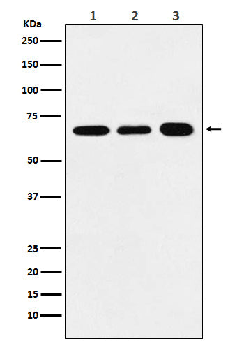 Western blot analysis of P70 S6 Kinase alpha expression in (1) HeLa cell lysate; (2) Raw264.7 cell lysate; (3) PC12 cell lysate.