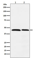 Western blot analysis of FEN1 expression in (1) HeLa cell lysate; (2) Daudi cell lysate.