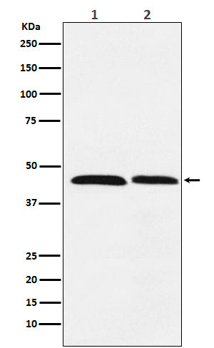 Western blot analysis of FEN1 expression in (1) HeLa cell lysate; (2) Daudi cell lysate.