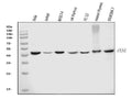 Anti-FEN1 Antibody Picoband® (monoclonal, 6F3F2)