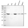 Anti-FEN1 Antibody Picoband® (monoclonal, 7D11D7)