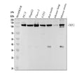 Anti-TRPC1 Rabbit Monoclonal Antibody