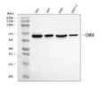 Anti-CDK8 Rabbit Monoclonal Antibody