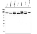 Anti-Hexokinase 1/HK1 Antibody Picoband® (monoclonal, 2I4)