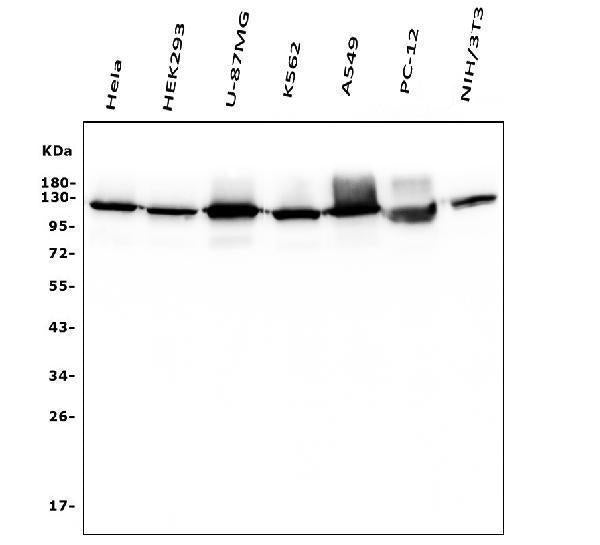 Anti-Hexokinase 1/HK1 Antibody Picoband® (monoclonal, 2I4)