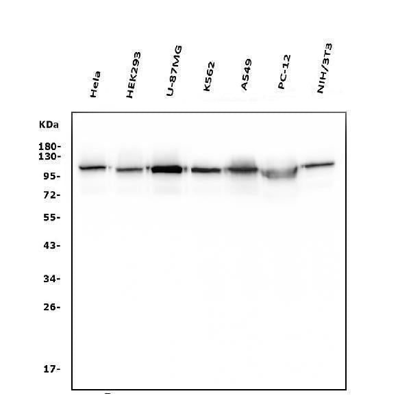 Anti-Hexokinase 1/HK1 Antibody Picoband® (monoclonal, 4B7)