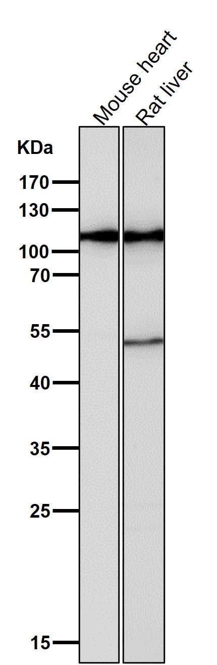 All lanes use the Antibody at 1:1W dilution for 1 hour at room temperature.