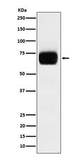 Western blot analysis of CD33 expression in THP1 cell lysate.