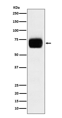 Western blot analysis of CD33 expression in THP1 cell lysate.