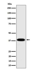Western blot analysis of Cathepsin H in HepG2  cell lysate.