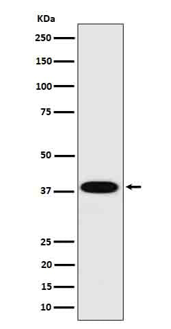 Western blot analysis of Cathepsin H in HepG2  cell lysate.