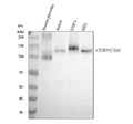 Anti-CD31 PECAM1 Rabbit Monoclonal Antibody