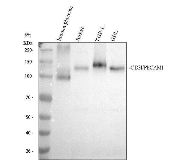 Anti-CD31 PECAM1 Rabbit Monoclonal Antibody