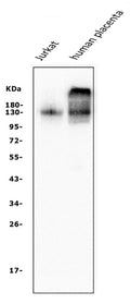 Anti-CD31/PECAM1 Antibody Picoband® (monoclonal, 2D4)