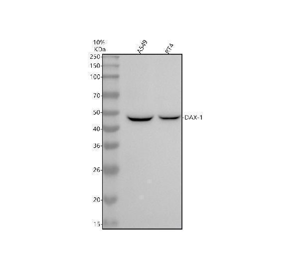 Anti-NR0B1 / DAX1 Monoclonal Antibody