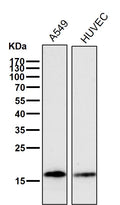 All lanes use the Antibody at 1:1K dilution for 1 hour at room temperature.