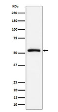 Western blot analysis of CAP1 expression in Raji cell lysate.