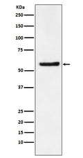 Western blot analysis of DKC1 expression in SW480 cell lysate.