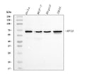 Anti-NFIB/NF1B2 Antibody Picoband® (monoclonal, 4D6E4)