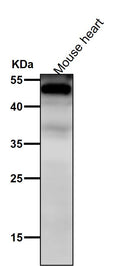 Anti-NFIB / NF1B2 Rabbit Monoclonal Antibody