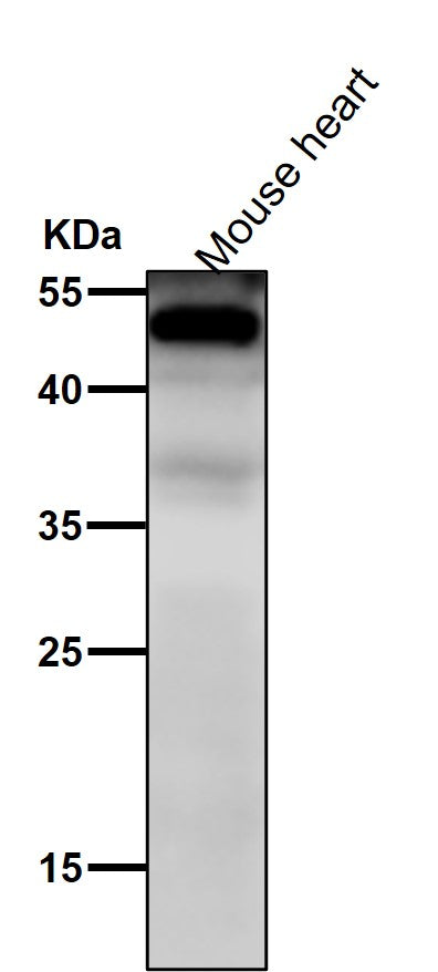 Anti-NFIB / NF1B2 Rabbit Monoclonal Antibody