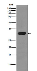 Western blot analysis of RPS3 expression in HepG2 cell lysate.