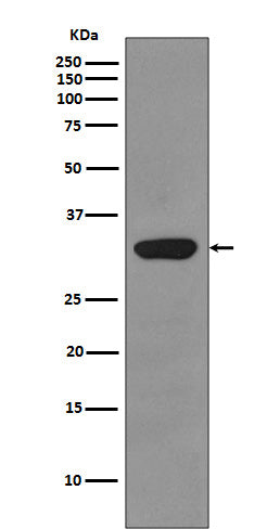 Western blot analysis of RPS3 expression in HepG2 cell lysate.
