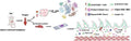 Anti-MAP1LC3A/Lc3A Rabbit Monoclonal Antibody