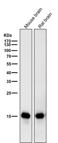 All lanes use the Antibody at 1:1W dilution for 1 hour at room temperature.